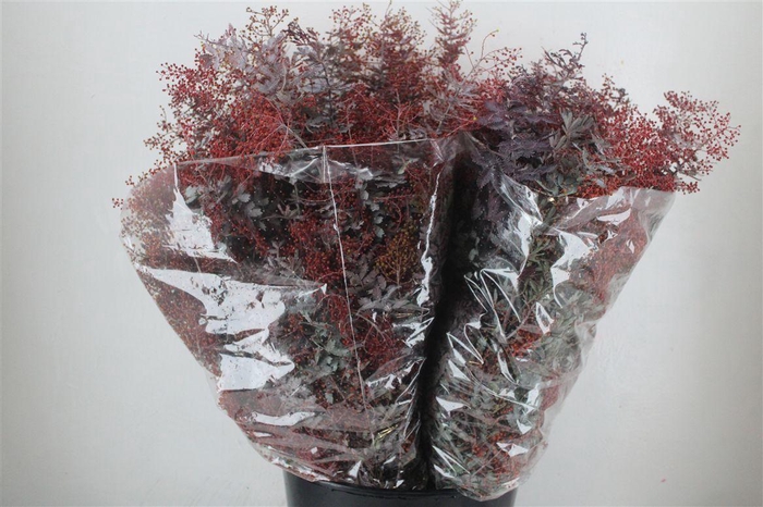 <h4>Mimosa Baleana Abs Red P Bunch</h4>