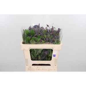 Clem Di Bl Pirouette