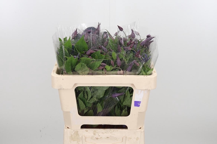 <h4>Clem Di Bl Pirouette</h4>