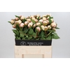 Paeonia Snow Mountain