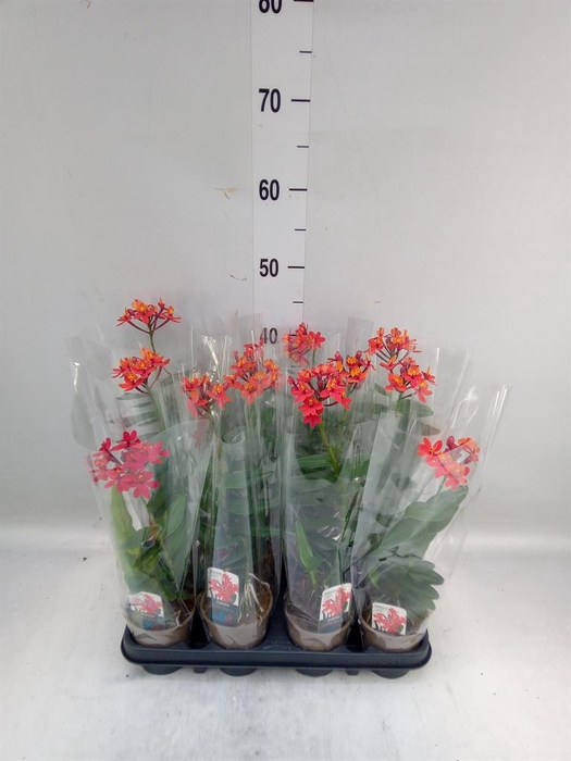 <h4>Epidendrum   ...</h4>