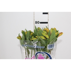 ALSTROEMERIA CARIBBEAN 080 CM