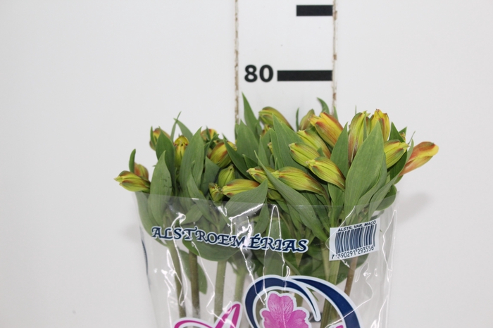 ALSTROEMERIA CARIBBEAN 080 CM