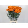 Tagetes Marigold Promise Orange