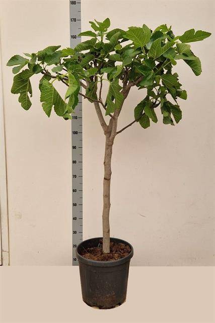 <h4>FICUS CARICA 165CM</h4>
