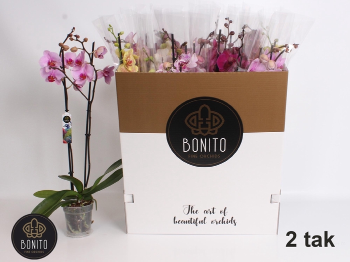 <h4>PHAL GEM 7 KL</h4>