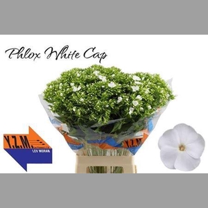 Phlox P Whitecap
