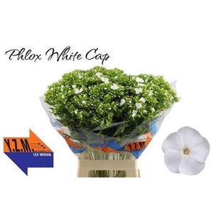 Phlox P Whitecap