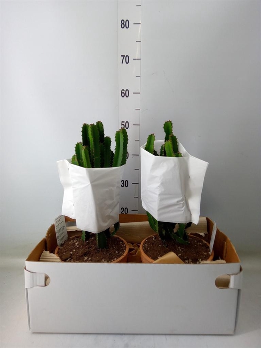 <h4>Euphorbia   ...</h4>