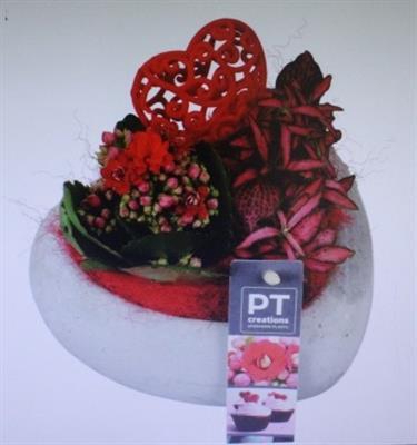 <h4>2278 ROOD HART X6</h4>