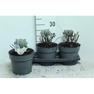 Agastache Blue Fortune