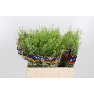 Lepidium Green Bell