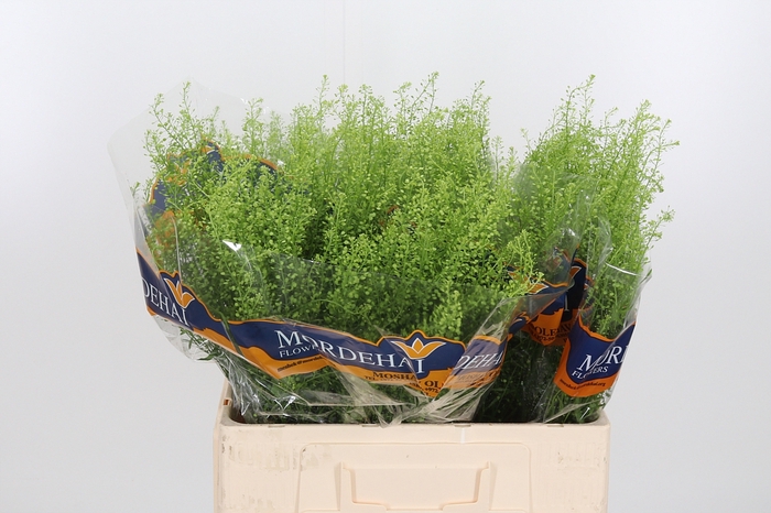 <h4>Lepidium Green Bell</h4>