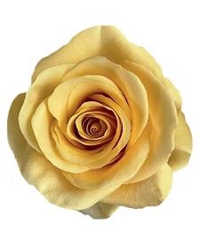 <h4>R GR BUMBLEBEE</h4>