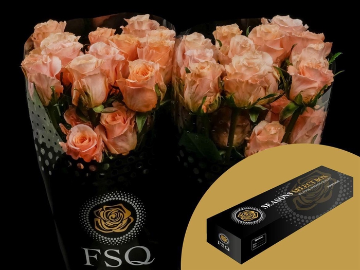 <h4>R GR Shimmer Box</h4>