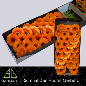 Germini Mix Orange Doos