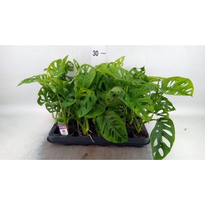 Monstera obliqua 'Monkey Mask'