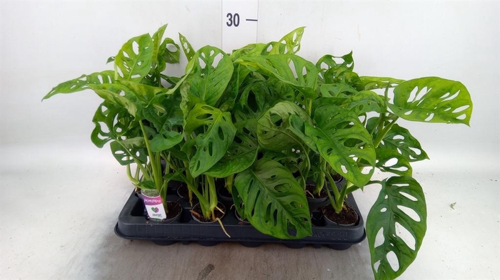 <h4>Monstera obliqua 'Monkey Mask'</h4>