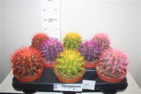 <h4>Echinoc Grusonii</h4>