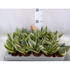 Sansevieria trifa. 'Golden Hahnii'