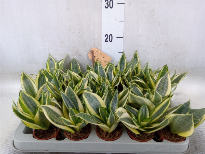 <h4>Sansevieria trifa. 'Golden Hahnii'</h4>