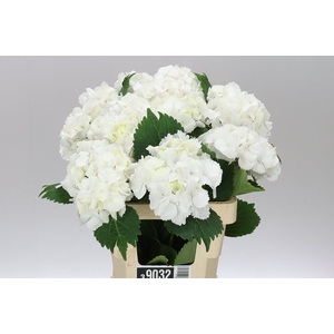 Hyd Lolly Pop White