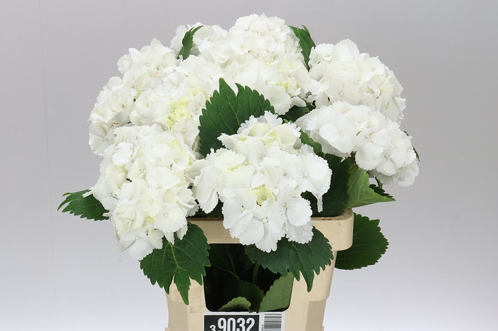 <h4>Hyd Lolly Pop White</h4>