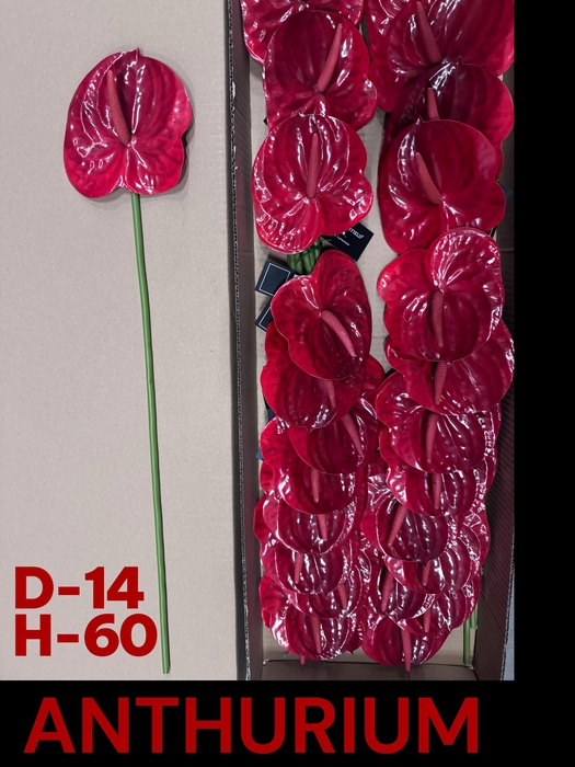 <h4>HUIS EN TUINDECO H%</h4>