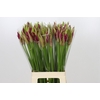 Nerine Mister Nick