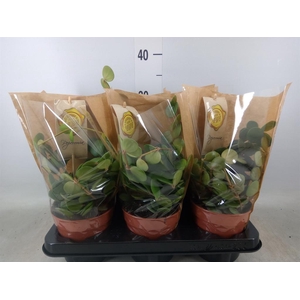 Peperomia tetraphylla 'Hope'