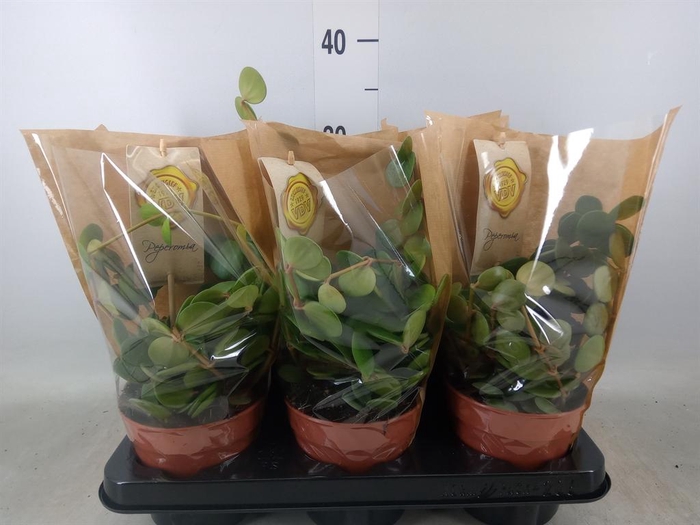 <h4>Peperomia tetraphylla 'Hope'</h4>