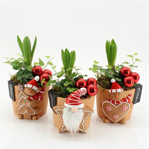<h4>Arrangementen Hyacinthus 6%</h4>