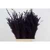 DF Lavender Bs Dark Lila