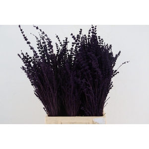 DF Lavender Bs Dark Lila