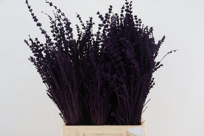 DF Lavender Bs Dark Lila