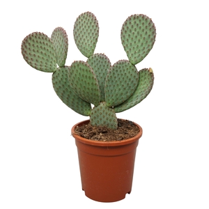 Opuntia microdasys