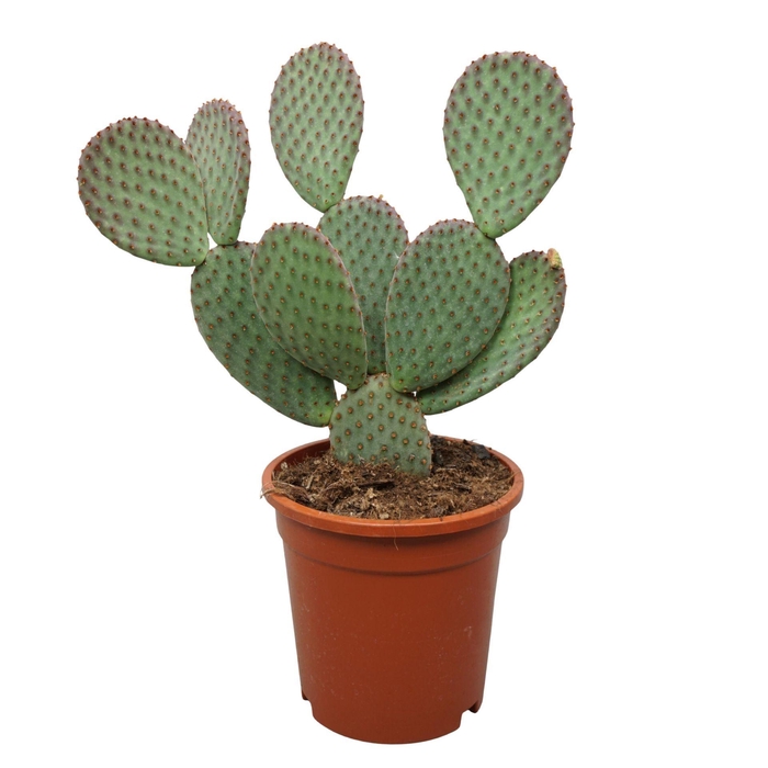 <h4>Opuntia microdasys</h4>