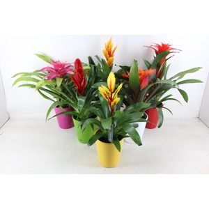 arr3 BS - Ker. Florance pot mix