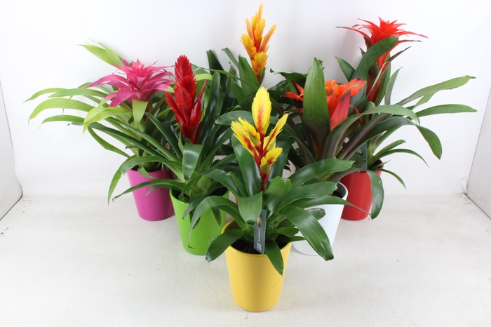 <h4>arr3 BS - Ker. Florance pot mix</h4>