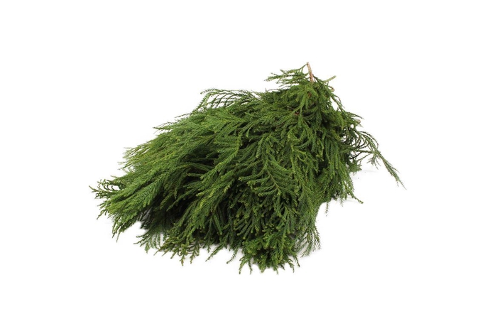 <h4>Cryptomeria 5kg</h4>