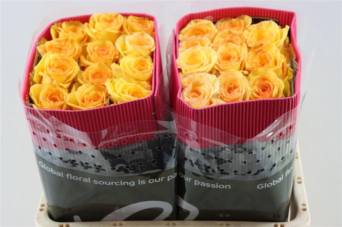 <h4>R Gr Deja Vu</h4>