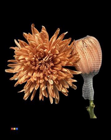 <h4>Chr G Antonov Latte</h4>