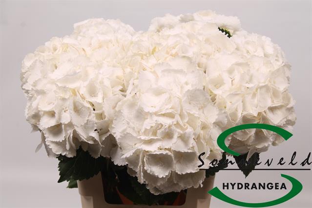 <h4>HYDR M ROYAL PRINCES</h4>