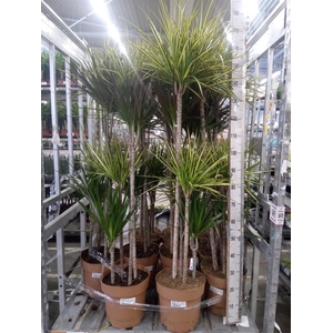 Dracaena   ...mix