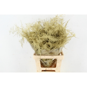 Asp IT Ex Veren Goud