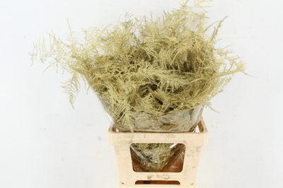 Asparagus overig kleurbehandeld H%