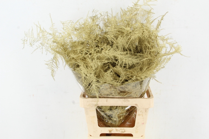 <h4>Asp IT Ex Veren Goud</h4>