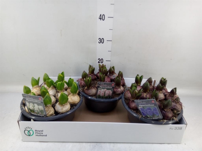 <h4>Hyacinthus orie.   ...mix 3</h4>