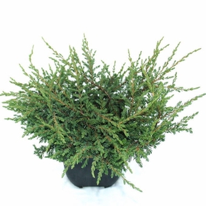 Juniperus communis Repanda
