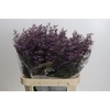 Limonium ov Piuma Sky